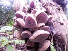 Auricularia nigricans
