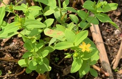 Hypericum boreale