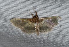 Apilocrocis brumalis