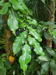 Casearia sylvestris