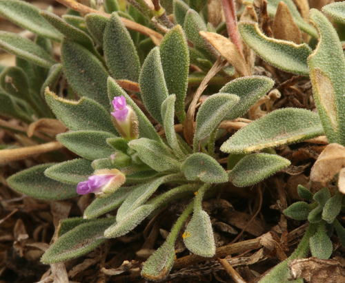 small-flowered rockcress (Boechera paupercula)