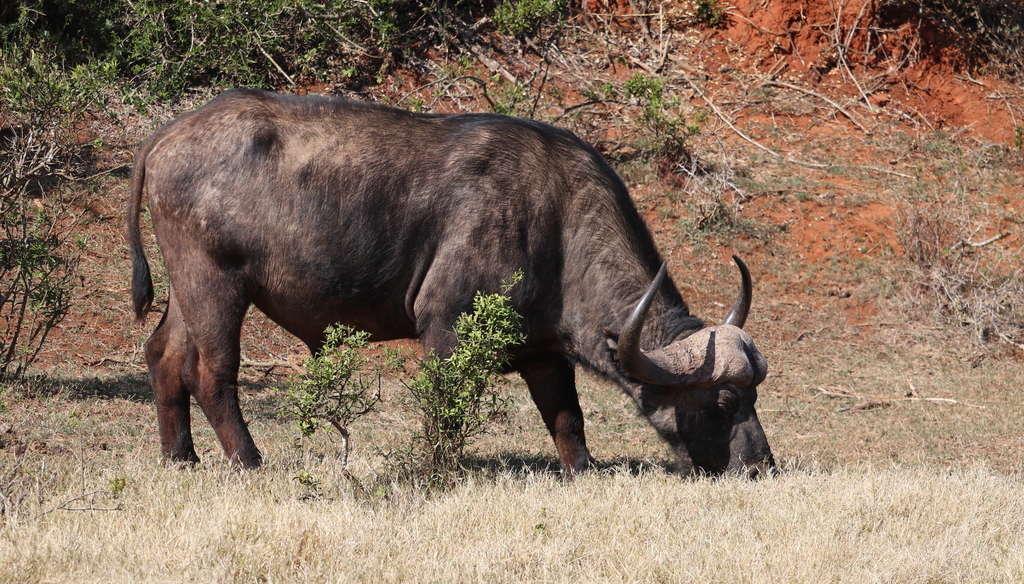 Búfalo cafre (Syncerus caffer)
