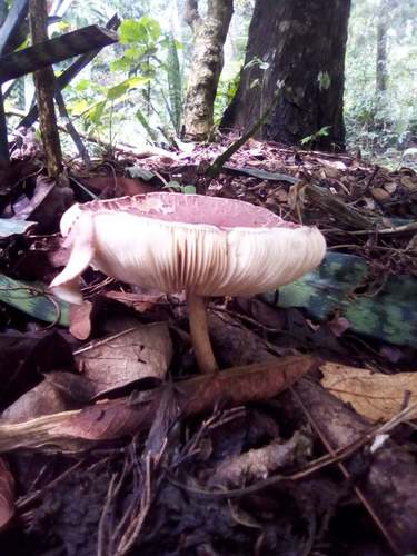 Leucocoprinus lilaceus