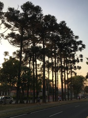 Araucaria angustifolia