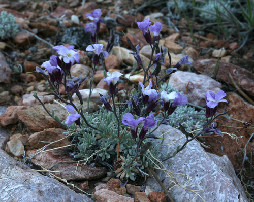 Parish's rockcress (Boechera parishii)