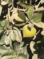 Pouteria lucuma