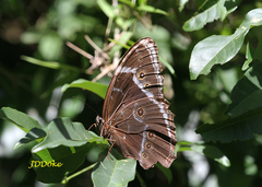 Morpho helenor achillides
