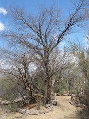Prosopis flexuosa
