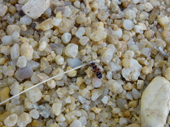 Horvathiolus guttatus