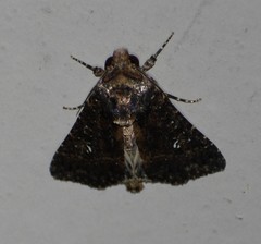 Condica albigera