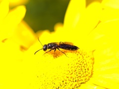 Sapygina decemguttata