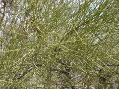 Ephedra boelckei