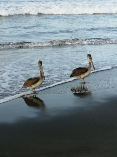 photo of Brown Pelican (Pelecanus occidentalis)