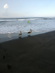 Pelecanus occidentalis