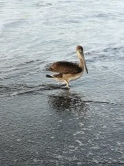 Pelecanus occidentalis