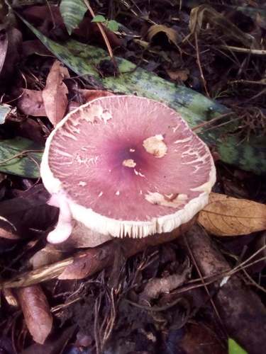 Leucocoprinus lilaceus