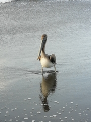 Pelecanus occidentalis