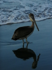 Pelecanus occidentalis