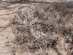 Tephrocactus articulatus