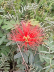 Calliandra tweediei