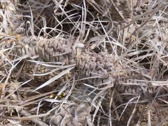 Tephrocactus articulatus