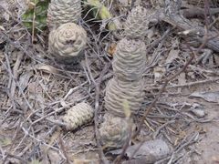 Tephrocactus articulatus