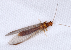 Dictyochrysa