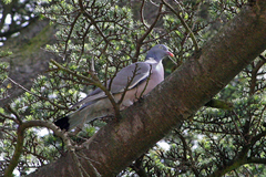 Columba palumbus