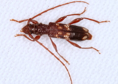Coptocercus biguttatus