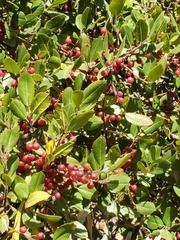 Rhamnus pirifolia
