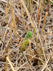 Conocephalus saltans