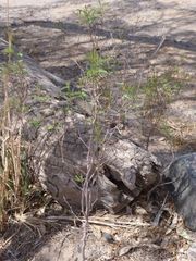 Prosopis strombulifera