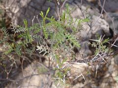 Prosopis strombulifera