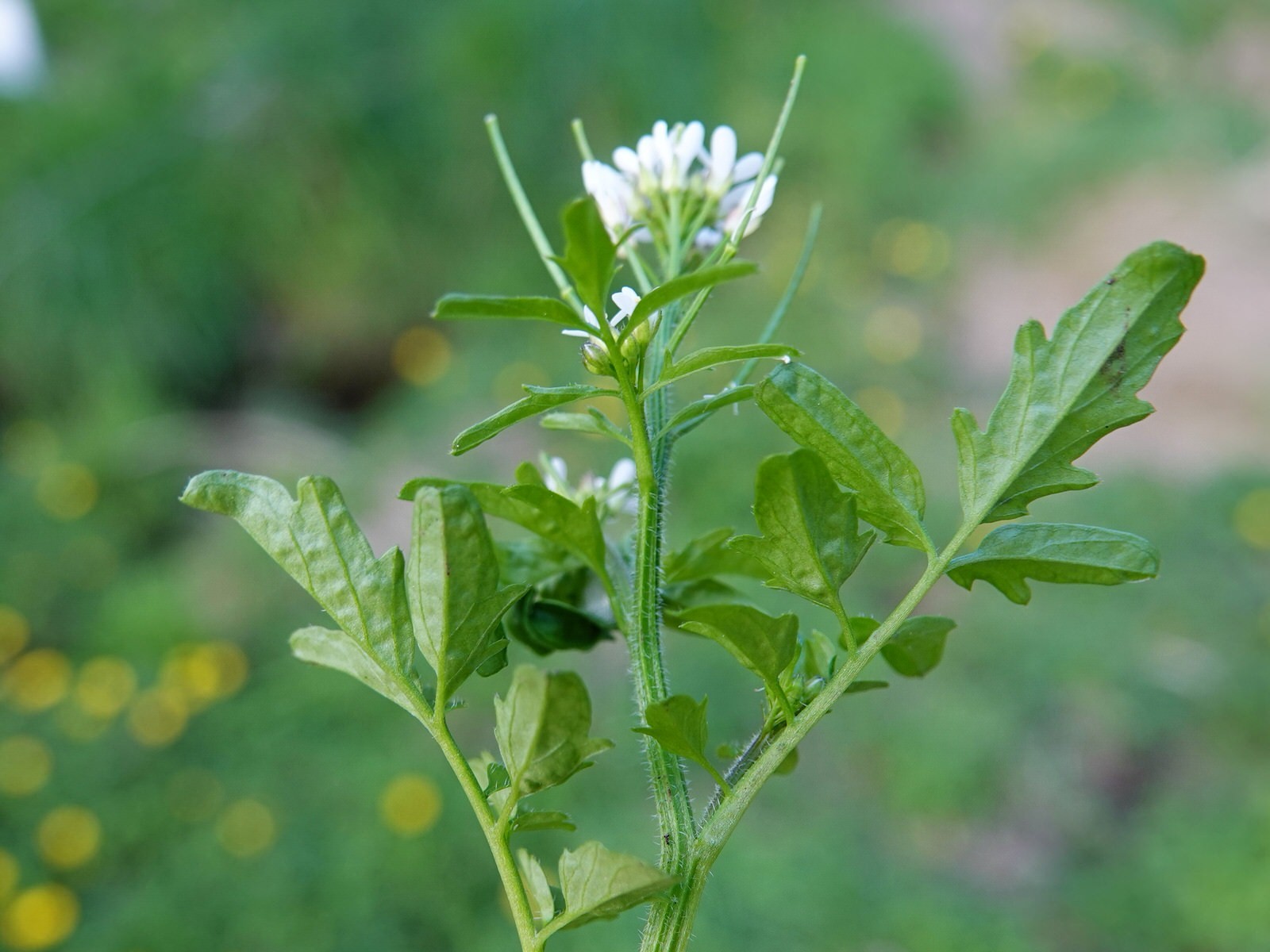 Cardamine flexuosa