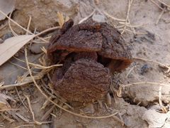 Prosopanche americana