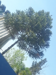 Araucaria angustifolia