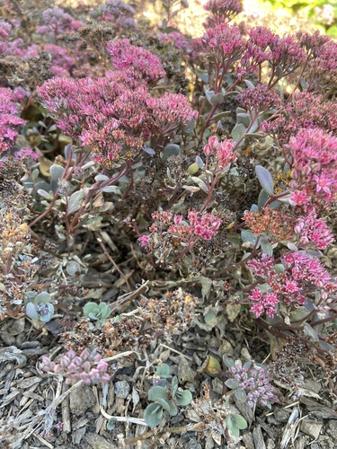 Hylotelephium cauticola iNat (3)