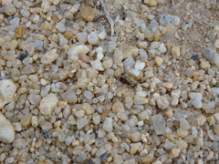 Horvathiolus guttatus
