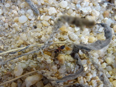 Horvathiolus guttatus