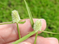 Cyperus sesquiflorus sesquiflorus