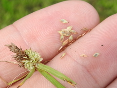 Cyperus sesquiflorus sesquiflorus