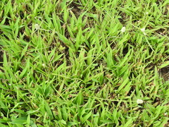 Cyperus sesquiflorus sesquiflorus