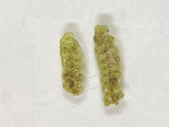 Jubula pennsylvanica