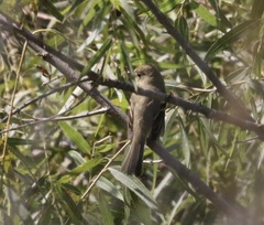 Empidonax difficilis