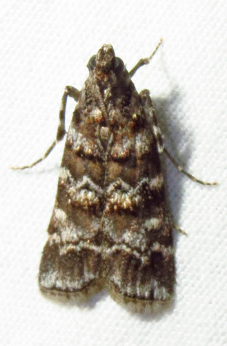 Southern Pine Coneworm Moth photo 2