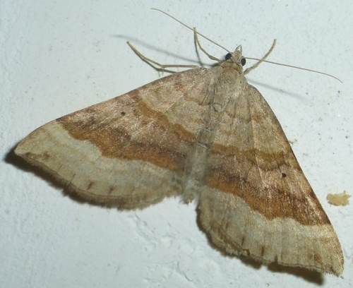 Rudasis pievasprindis nuotrauka