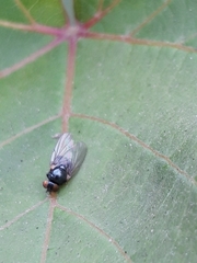 Diptera