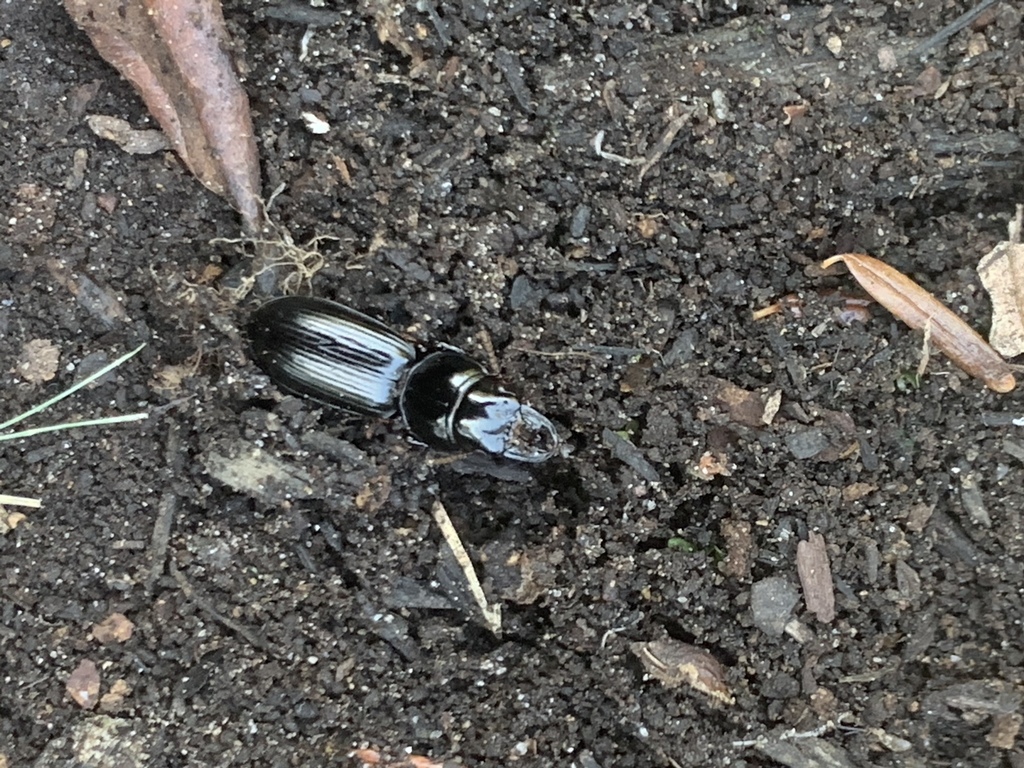 Big-headed Ground Beetle from Bald Hill Rd, Raymond, NH, US on ...