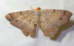 Macaria bicolorata