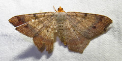 Macaria bicolorata